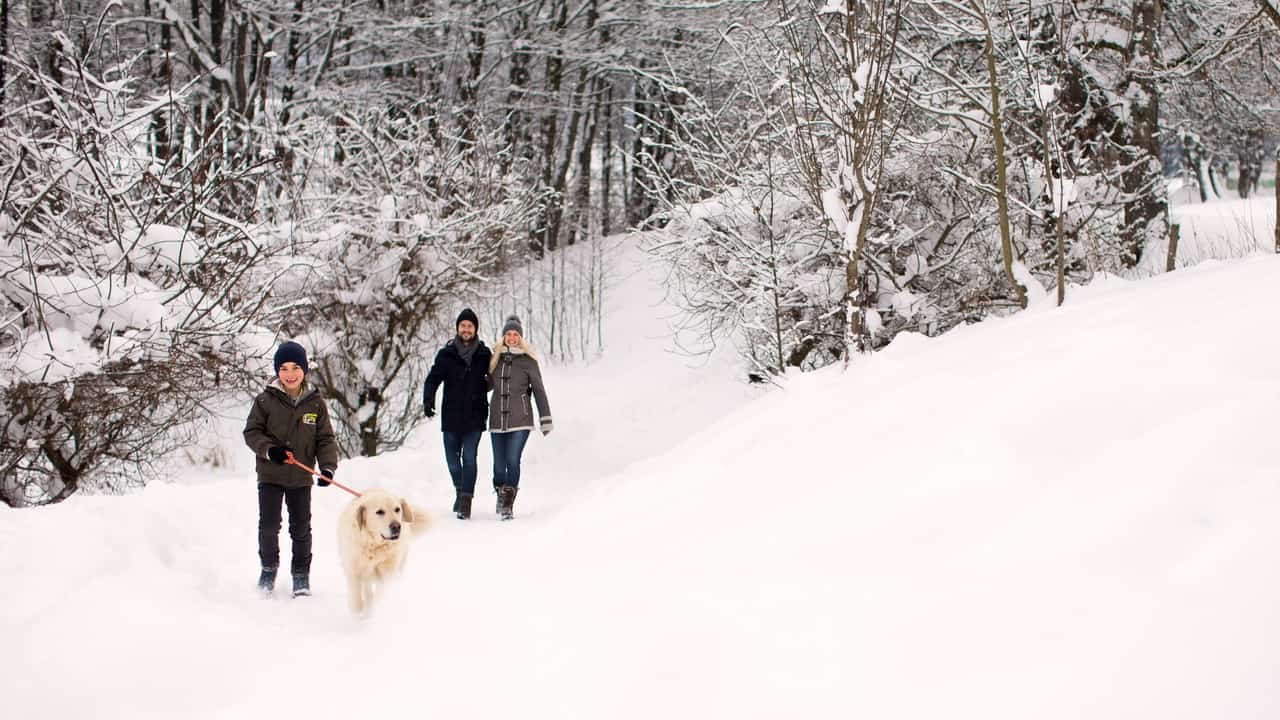 Vinterpromenad Skidresa Austria Travel