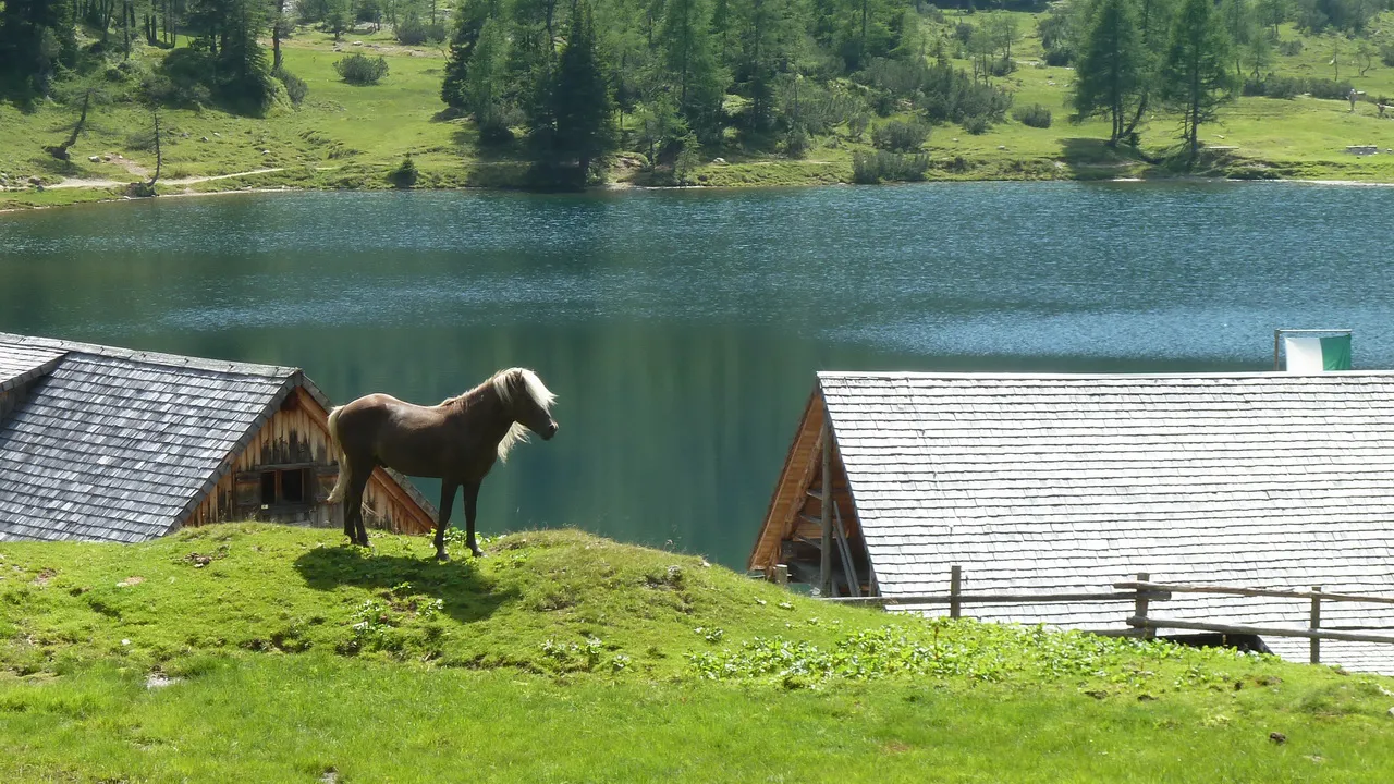 häst Duisitzkarhütte © Austria Travel - Rusner