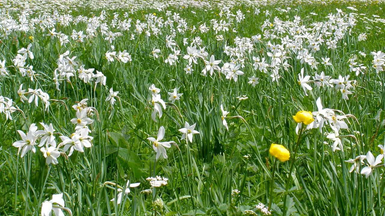 Krysantemum vid Bad Aussee Semester i Österrike