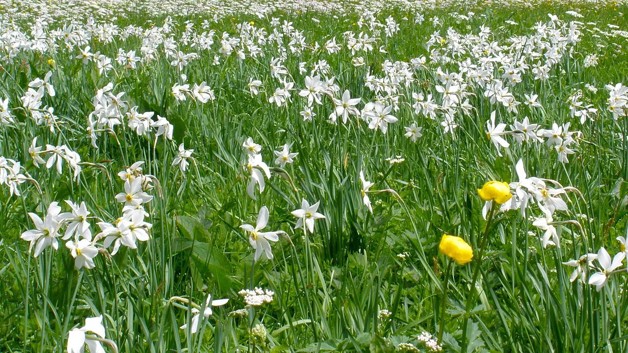 Krysantemum vid Bad Aussee Semester i Österrike