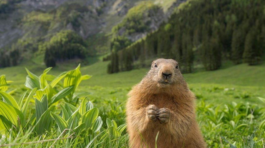 Meet & greet med murmeldjur Ramsi vandring semster i Österrike