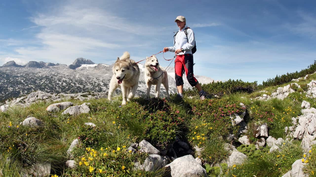 vandra med hund Österrike Alperna