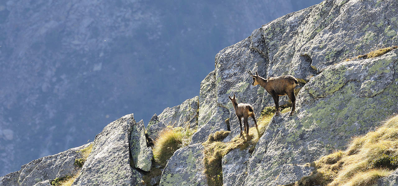 Stenget gems Alperna Nationalpark Hohe Tauern vandring