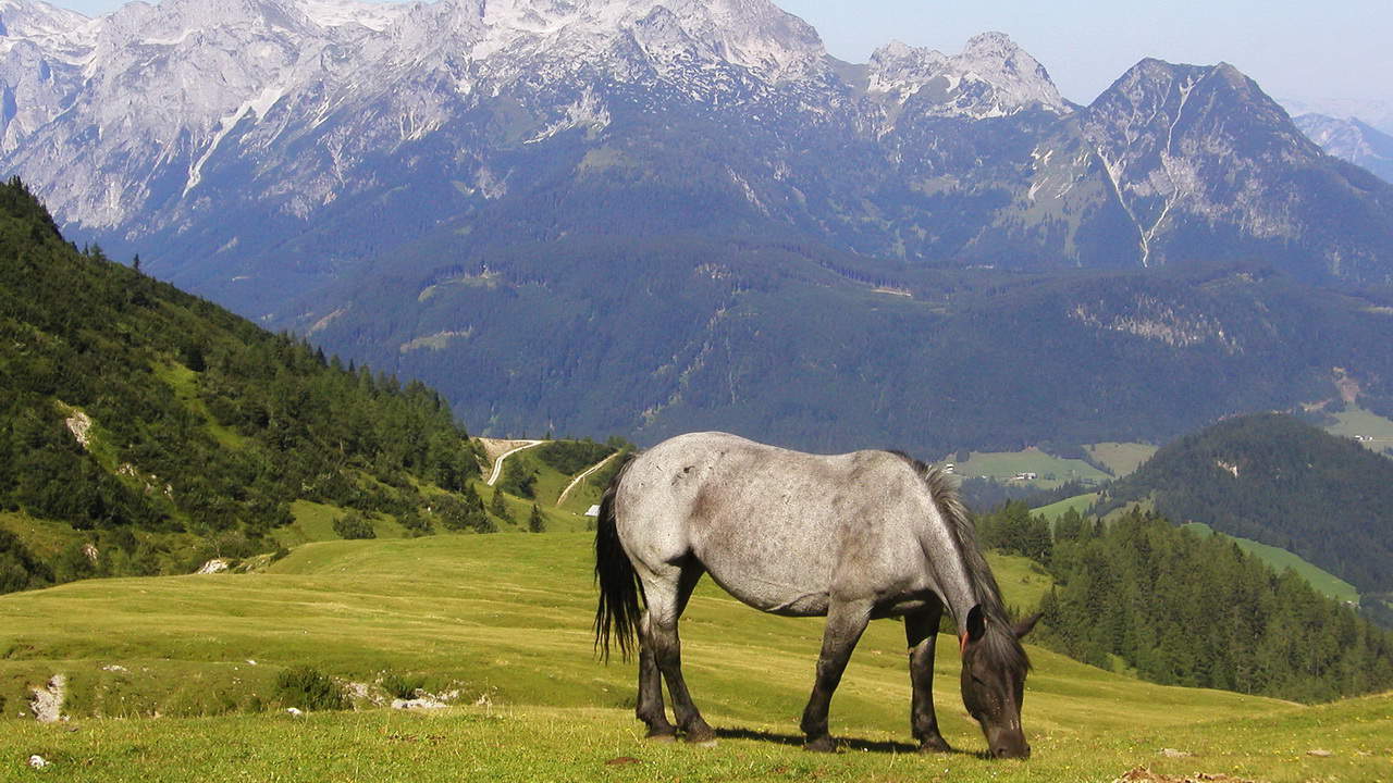 Häst vandring Dachstein