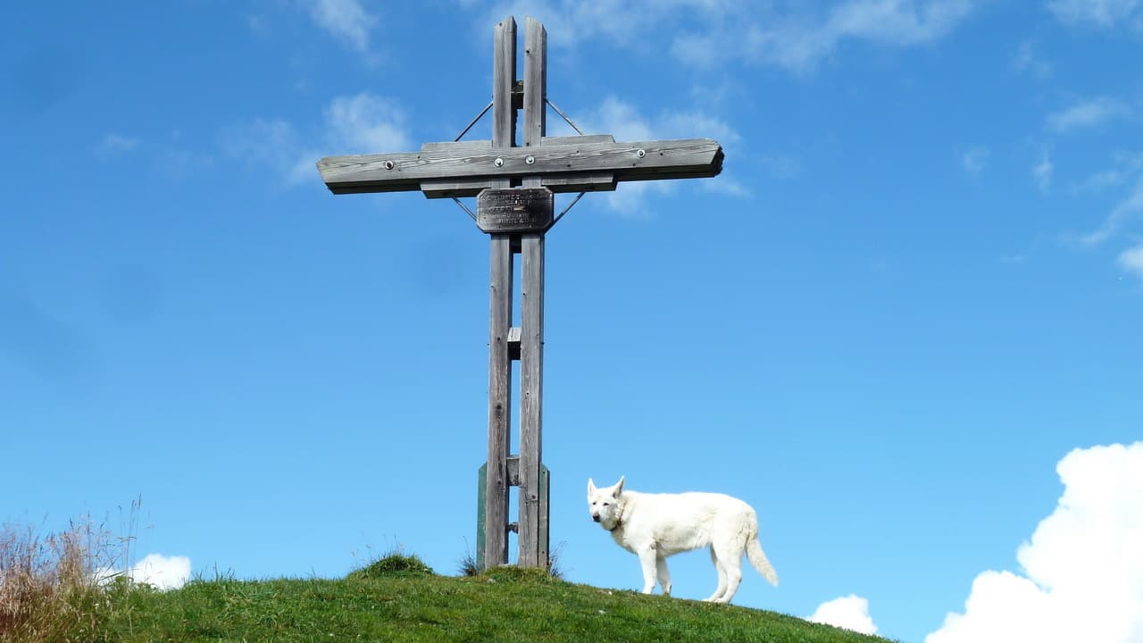 Vandra resa med hund Österrike Alperna Austria Travel - Rusner