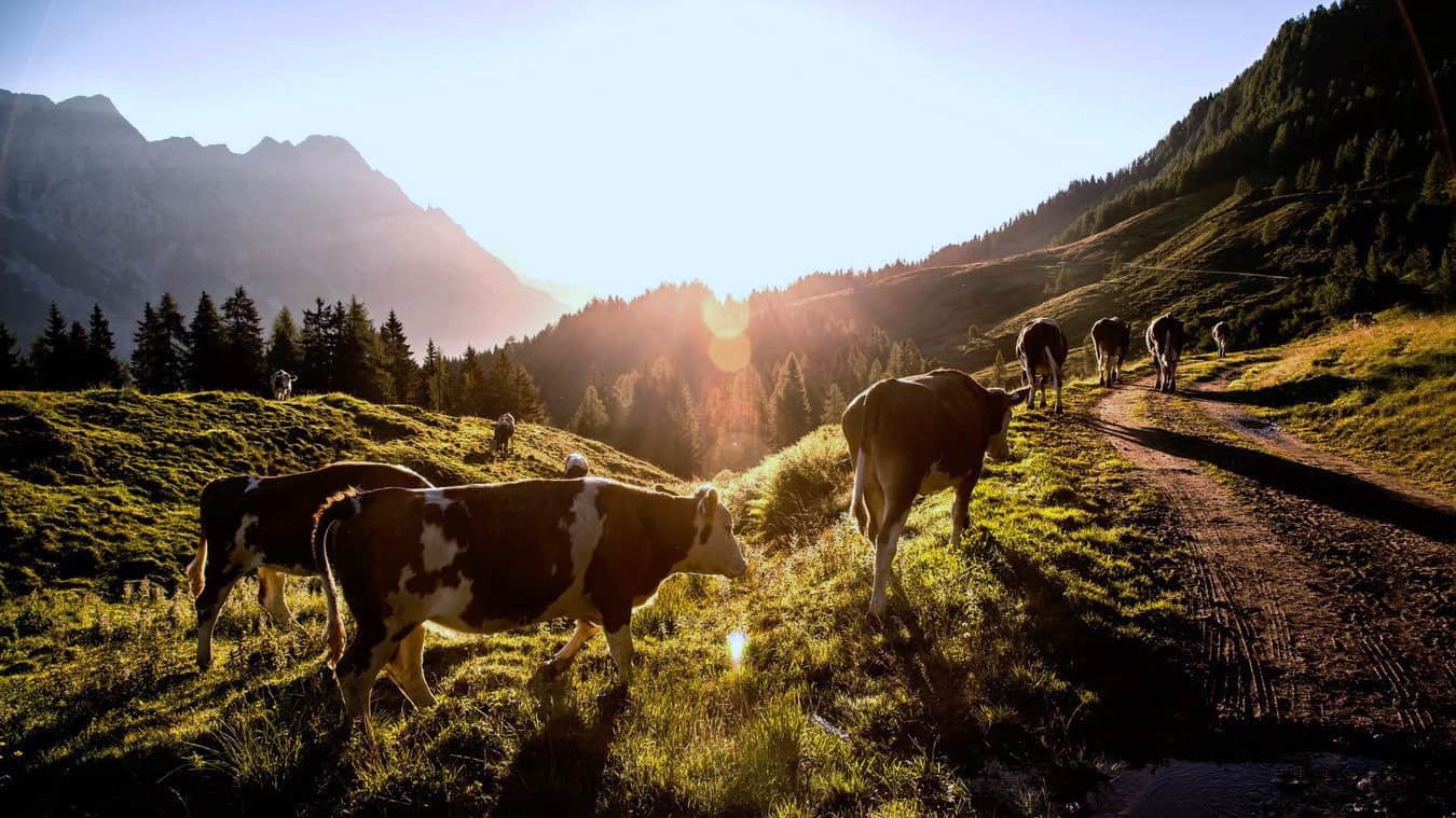 Soluppgångsvandring Saalbach Hinterglemm semester i Österrike