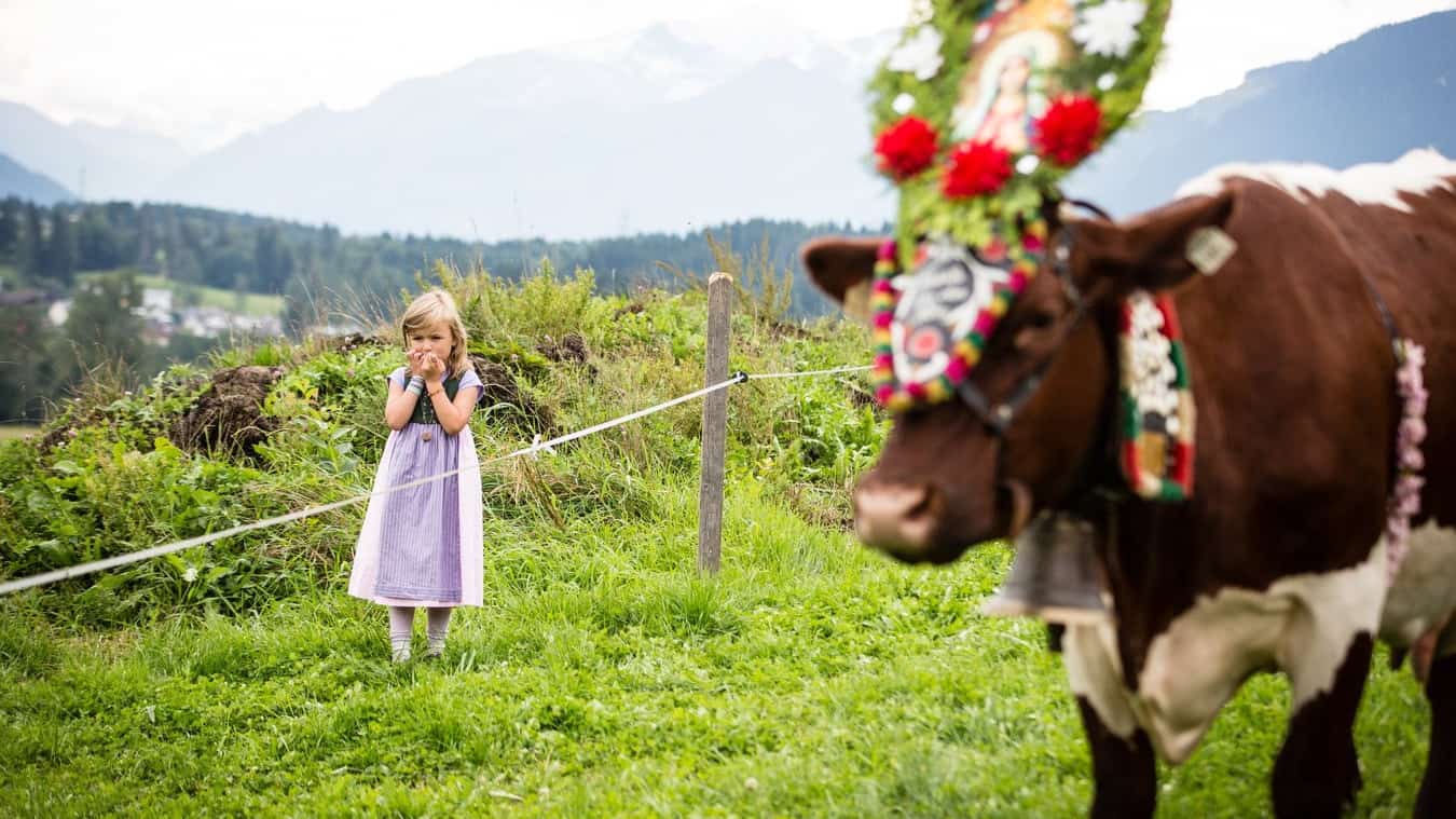 Almabtrieb Saalfelden Leogang Semester i Österrike