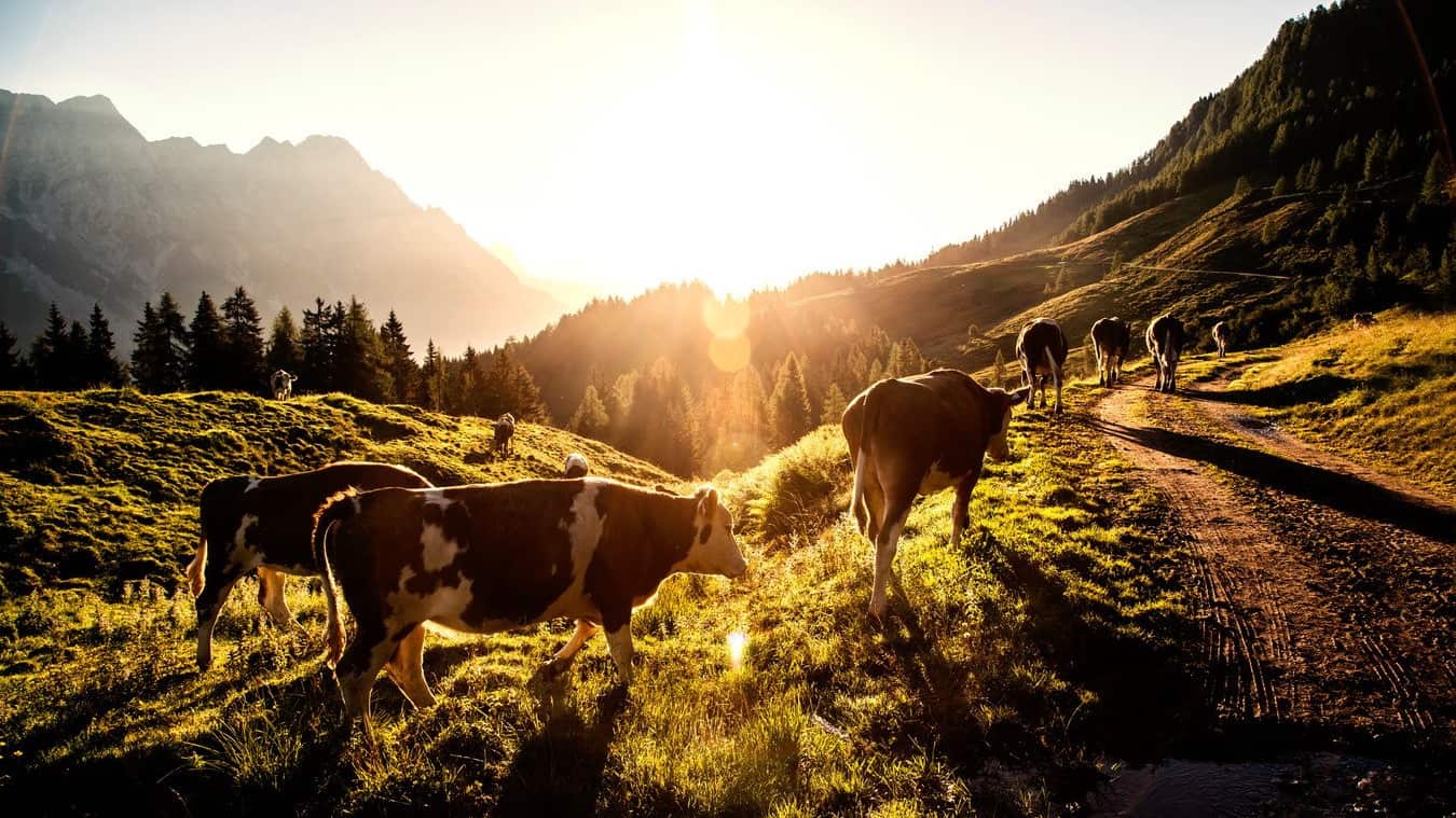 Soluppgång Pinzgau Zell am See