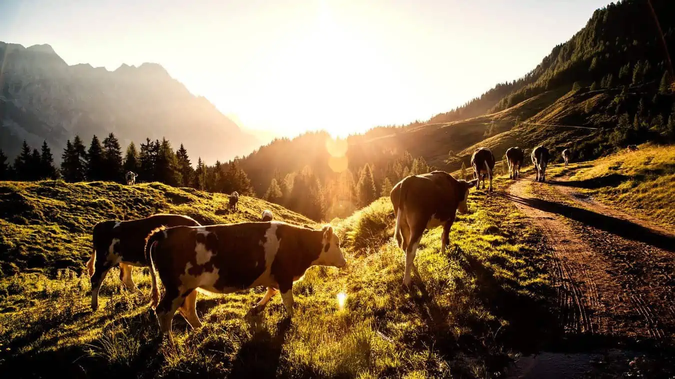 Soluppgång Pinzgau Zell am See