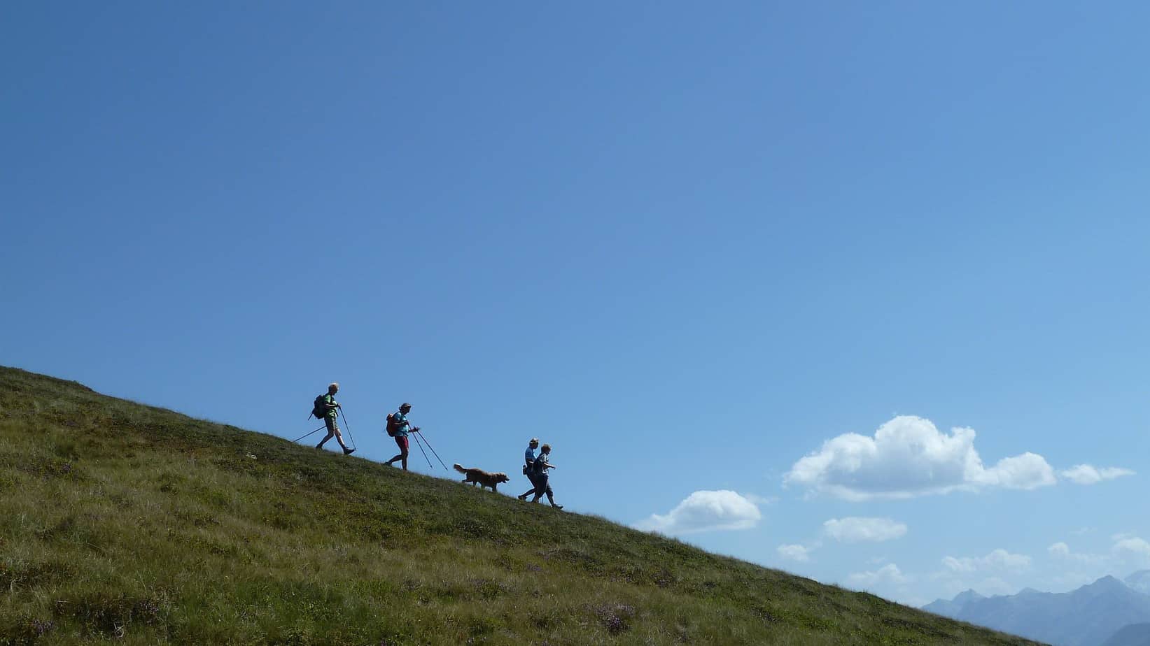 Vandring hund gräsbergen Pinzgau Zell am See