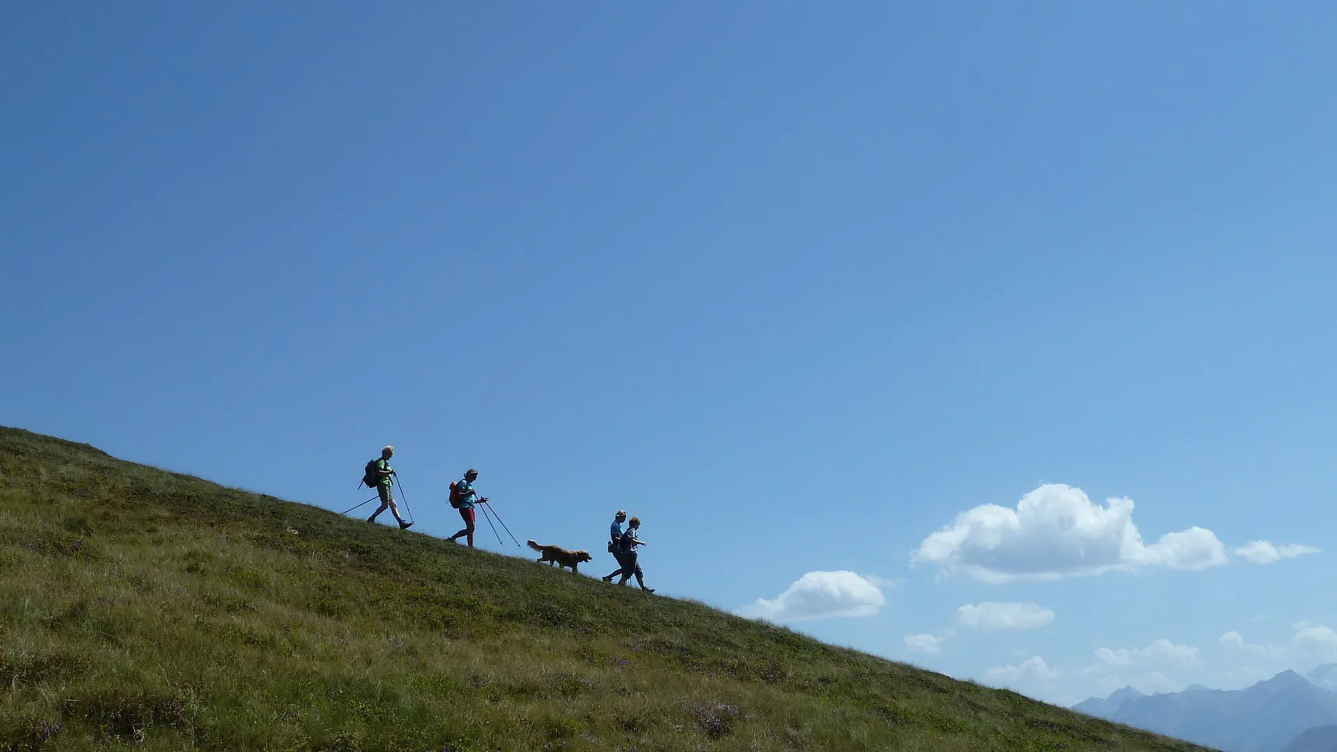 Vandring hund gräsbergen Pinzgau Zell am See
