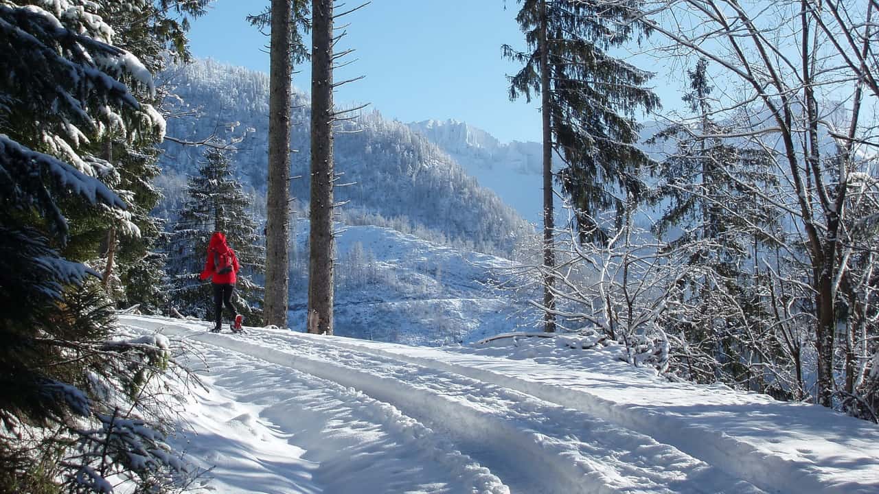 Vandra på snöskor-trailen i fina skogar - vintersemester i Österrike