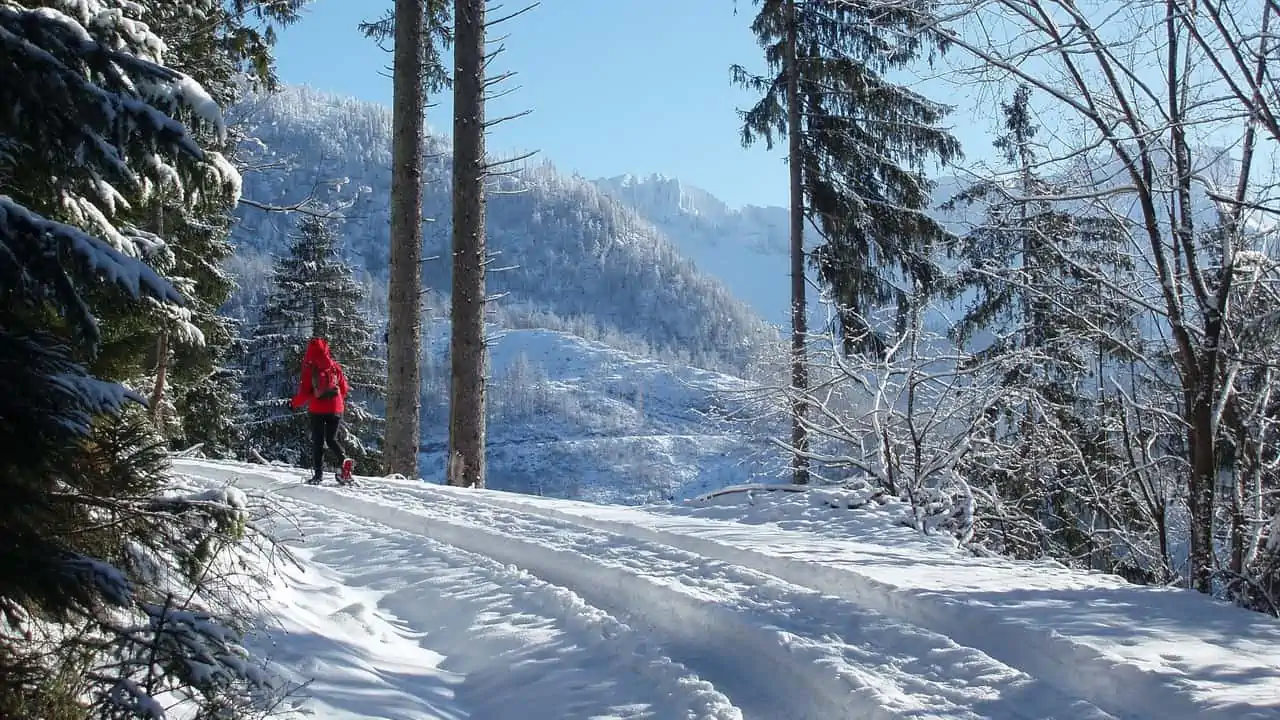 Vandra på snöskor-trailen i fina skogar - vintersemester i Österrike