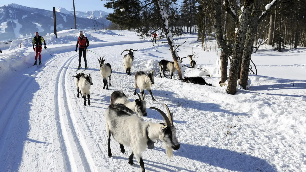 Längdskidor möte getter