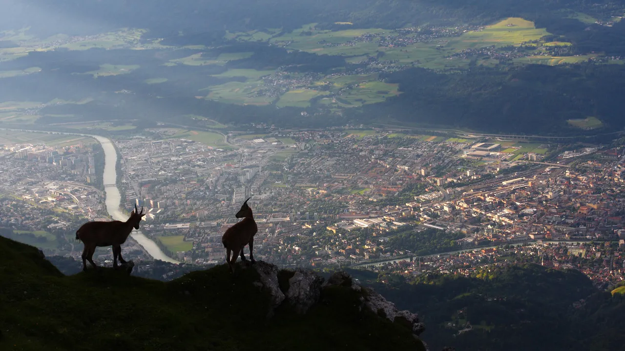 Unga stenbockar Capra ibex Innsbruck © Centurioni - With permission