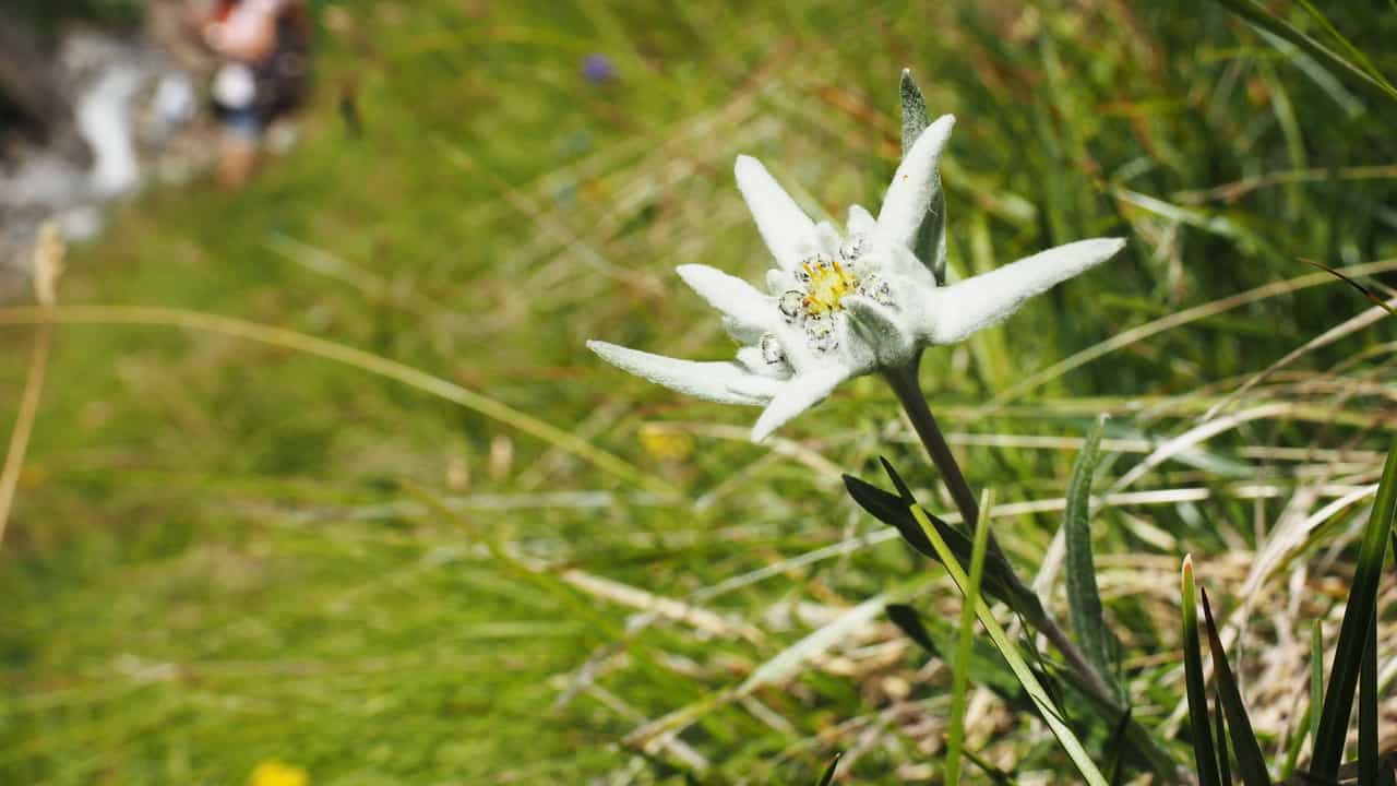 Edelweiss Ischgl