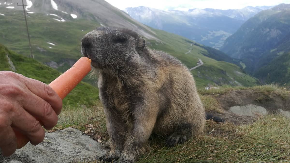 Murmeldjur med morot © Austria Travel - Sender