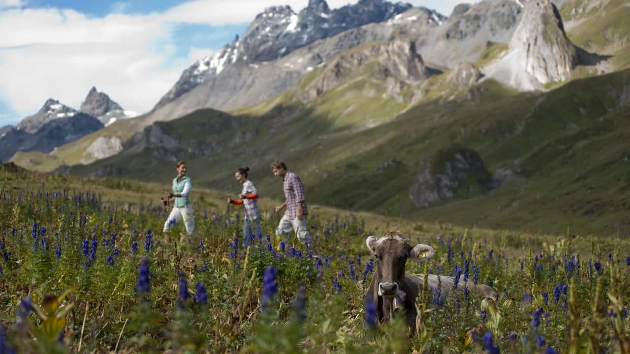 Vandrare med ko Ischgl