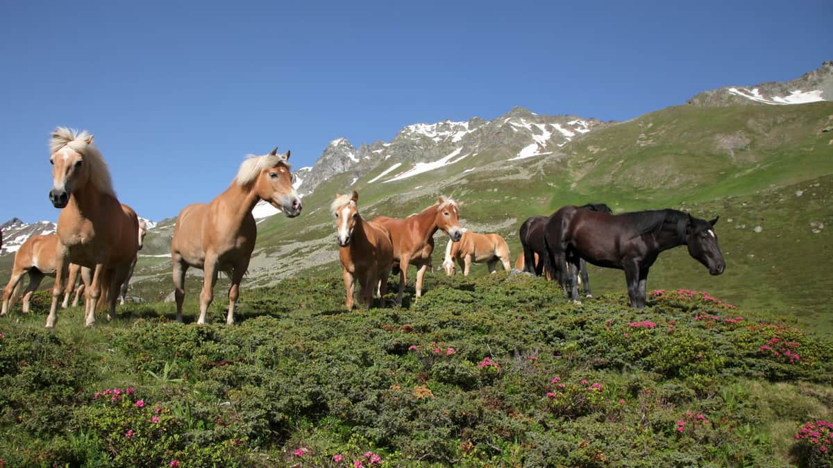 Fina hästar i Ischgl Paznaun Tirol Semester i Österrike