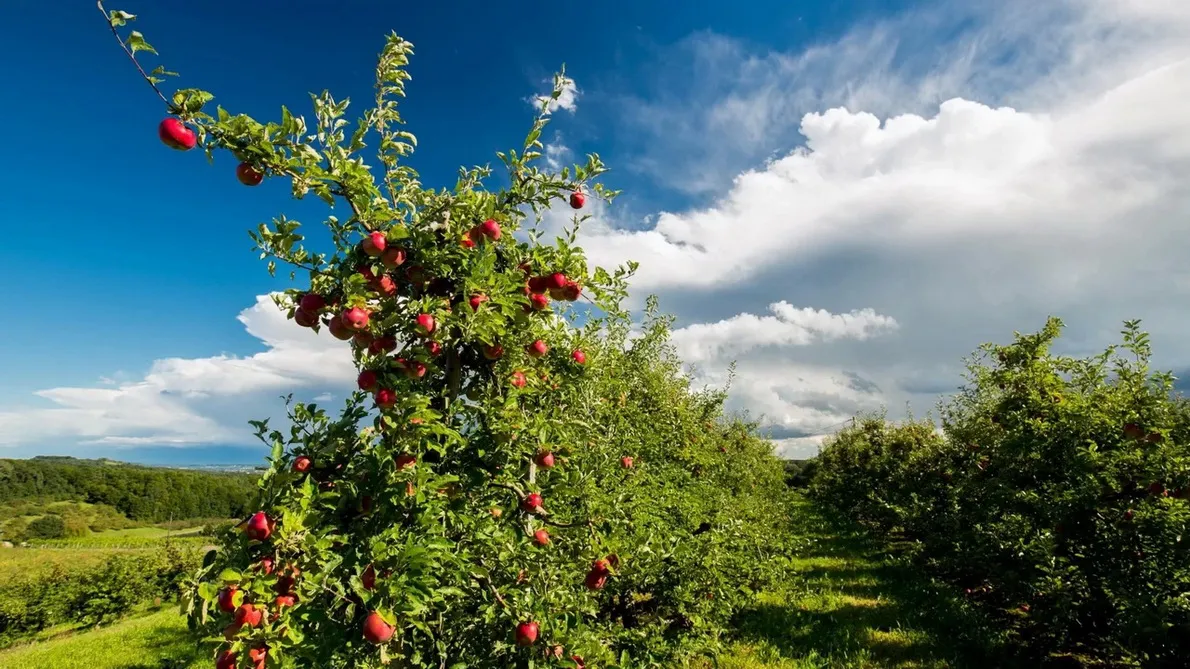 Äppelodling i södra Steiermark