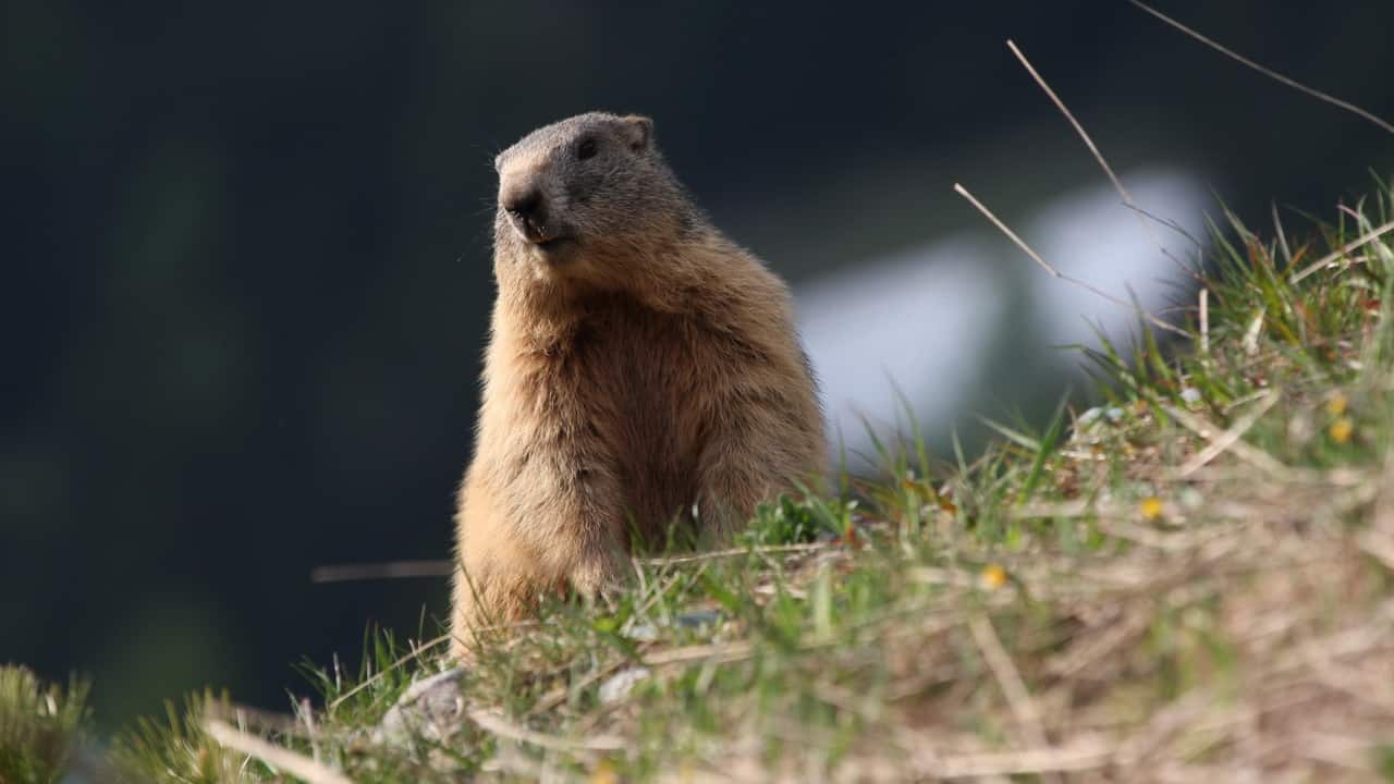 Meet and greet med murmeldjuren Ischgl Paznaun Tirol Semester i Österrike