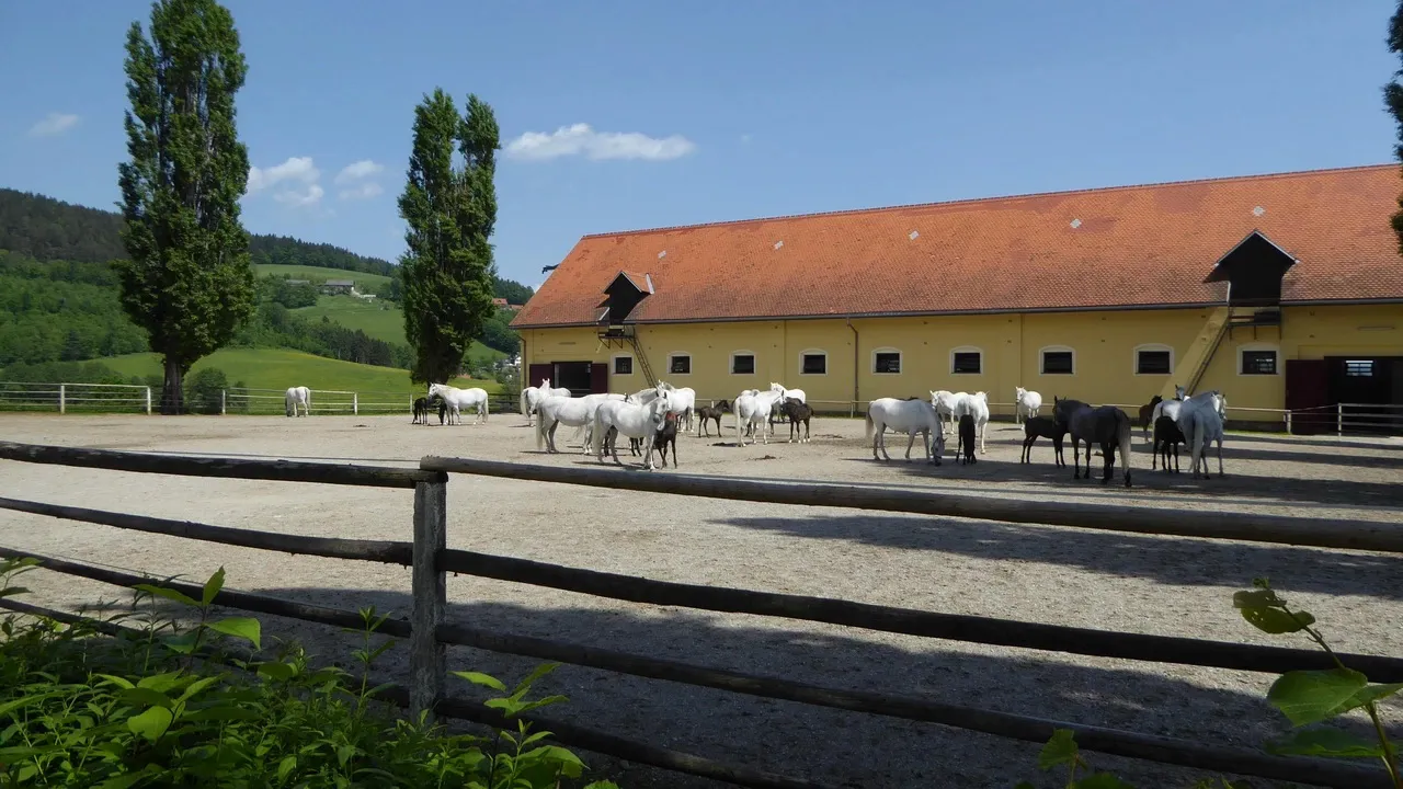 Lipizzaner stuteri Piber III Austria Travel Cykla Cykling Steiermark Toscana Semester i Österrike