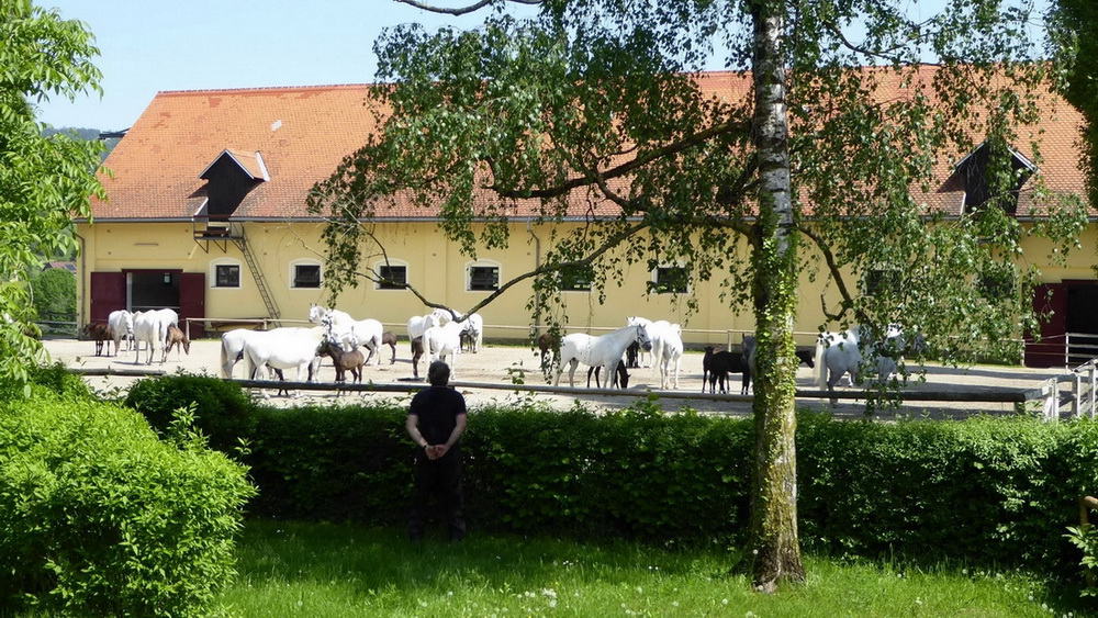 Lipizzaner stuteri Piber Steiermark Cykla Cykling Toscana