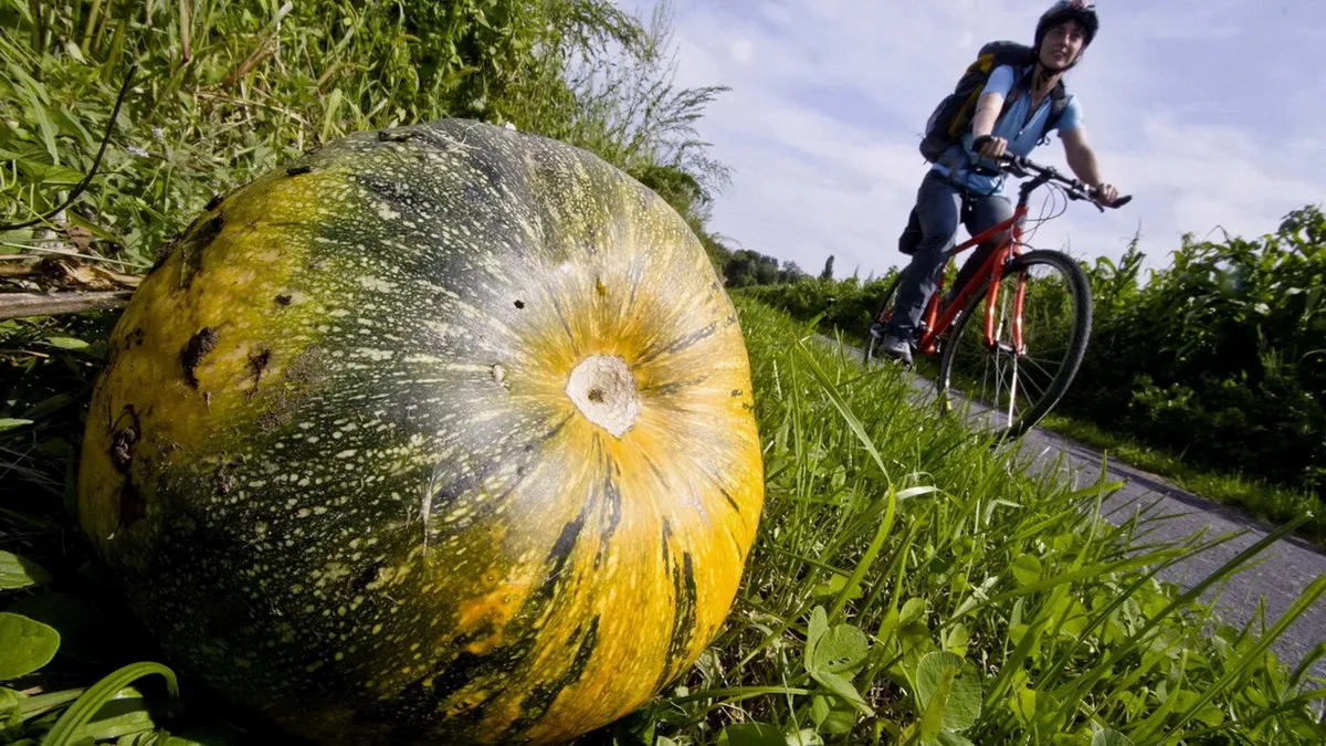 Pumpor Steiermark gröna guld Kürbiskernöl Cykling Semester i Österrikes Toscana
