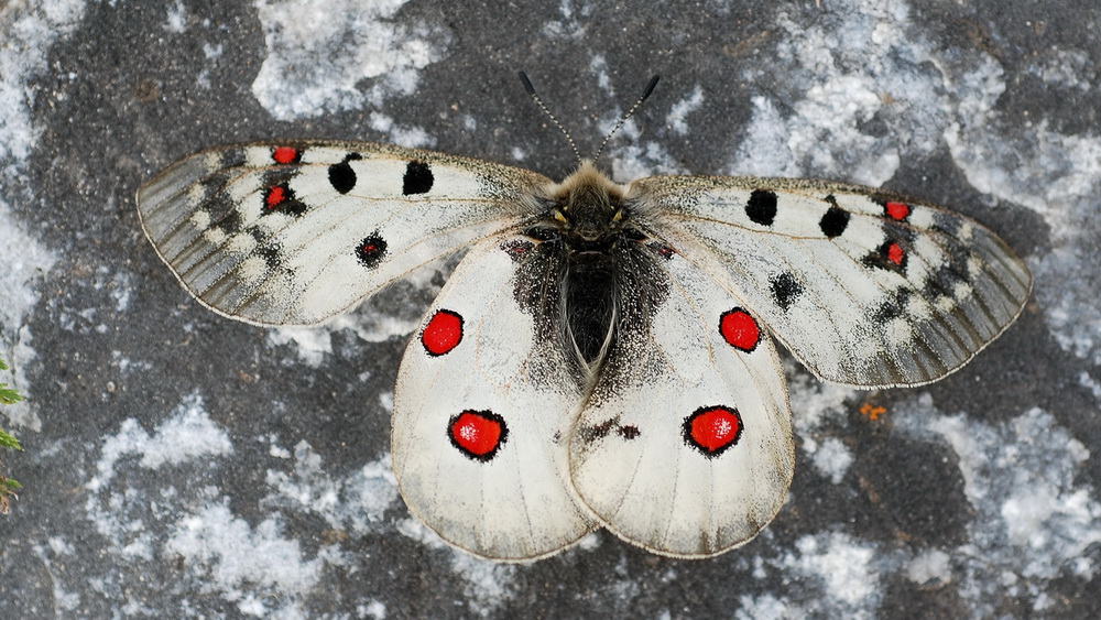 Alp-Apollo Parnassius_phoebus