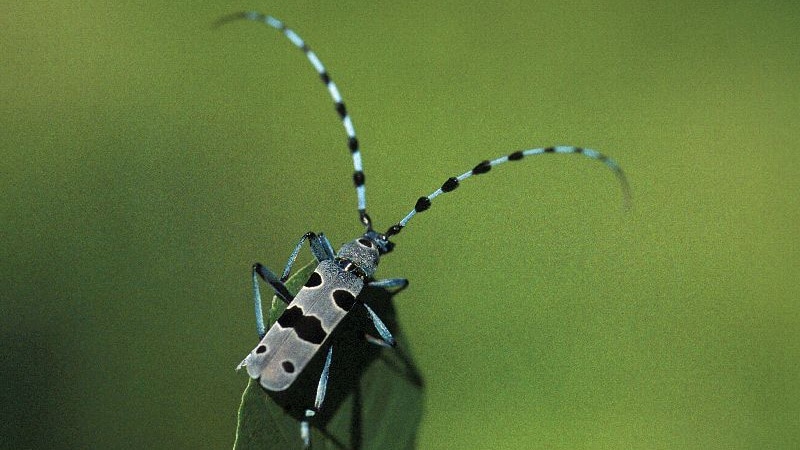 Alpenbock Rosalia alpina