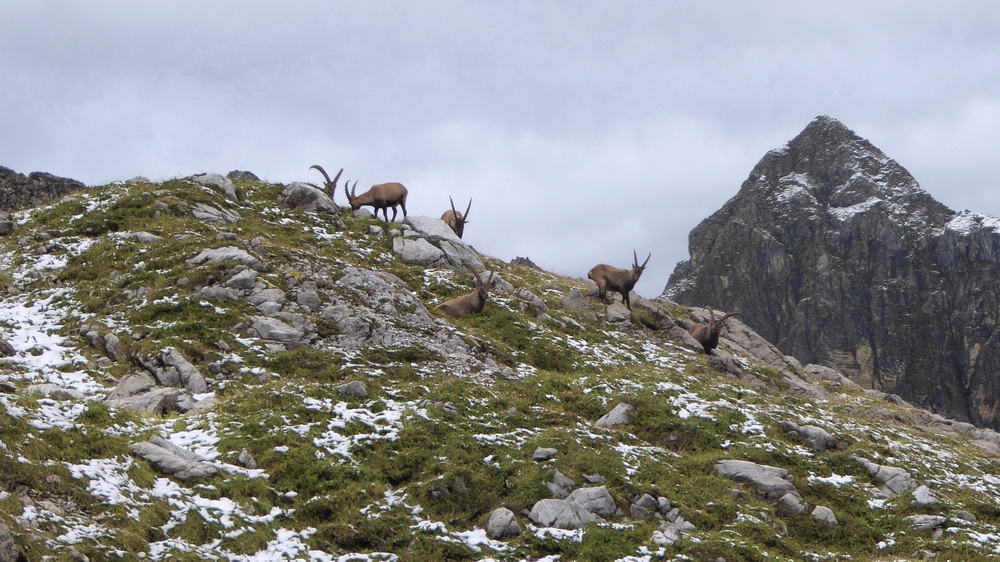 Ett gäng stenbockar nära Göppingerhütte i september 2017 © Austria Travel - Rusner
