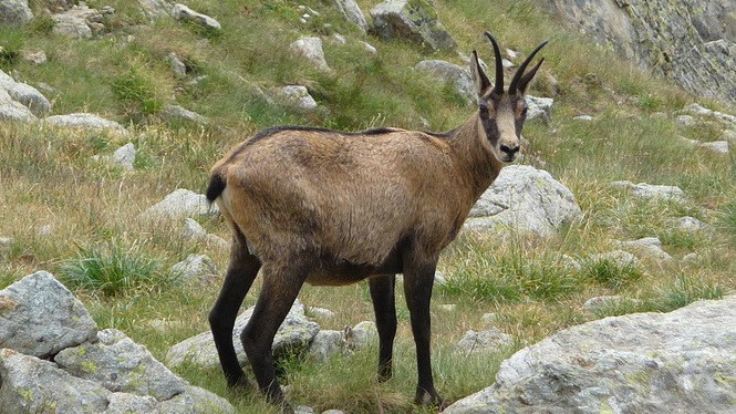 Gems i Alperna © Austria Travel - Rusner - Semester i Österrike