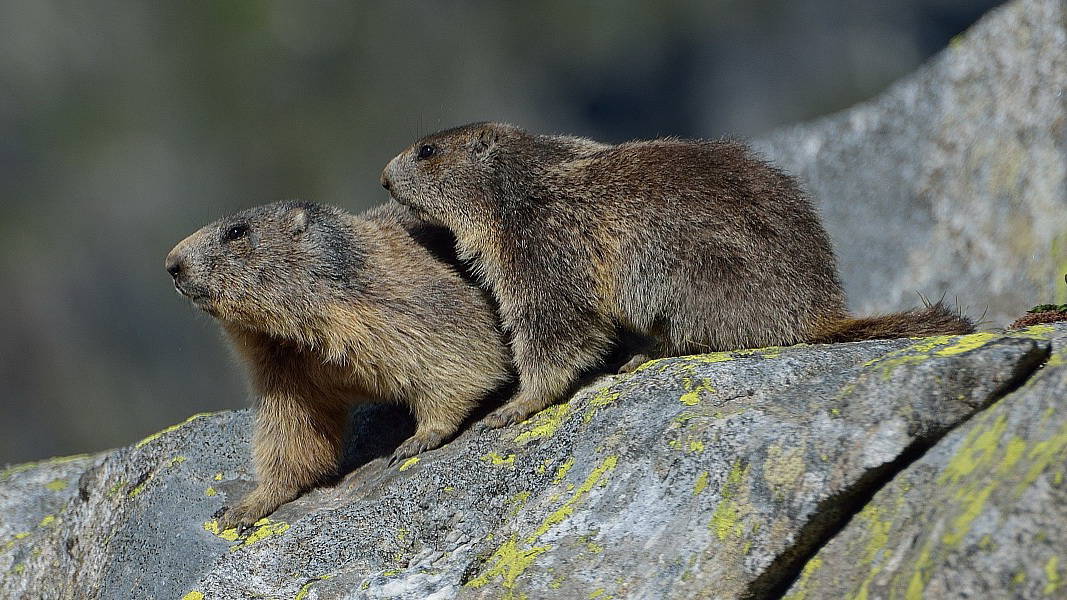Murmeldjur i nationalparken Hohe Tauern