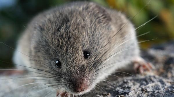 Snösork Chionomys nivalis