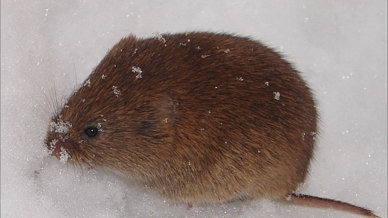 Snösorken Chionomys nivalis snö