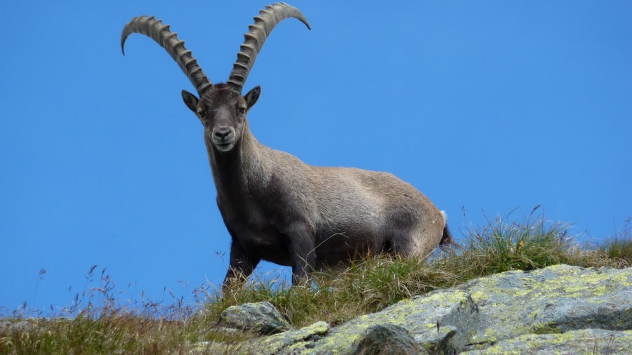 En präktig stenbock på Sarotlaspitze - Austria Travel - Semester i Österrike