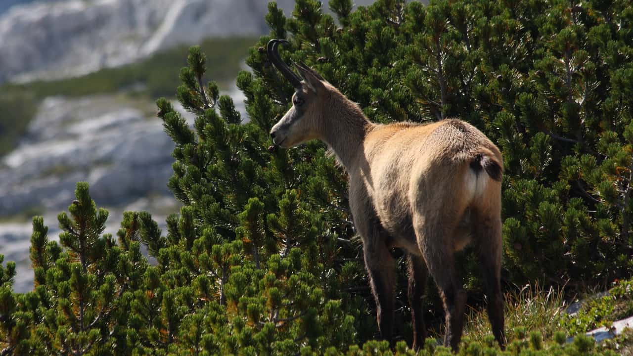 Gems i nationalparken Niedere Tauern