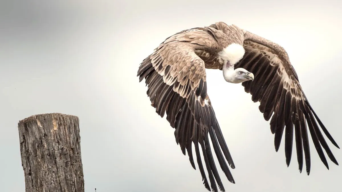 Rovfågeluppvisningar på Riegersburg - Gänsegeier Mucki lyfter - Semester i Österrike med Austria Travel