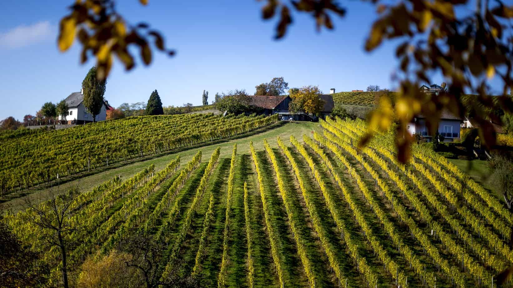 Vinlandskap i Klöch - Südoststeiermark - Semester i Österrike med Austria Travel