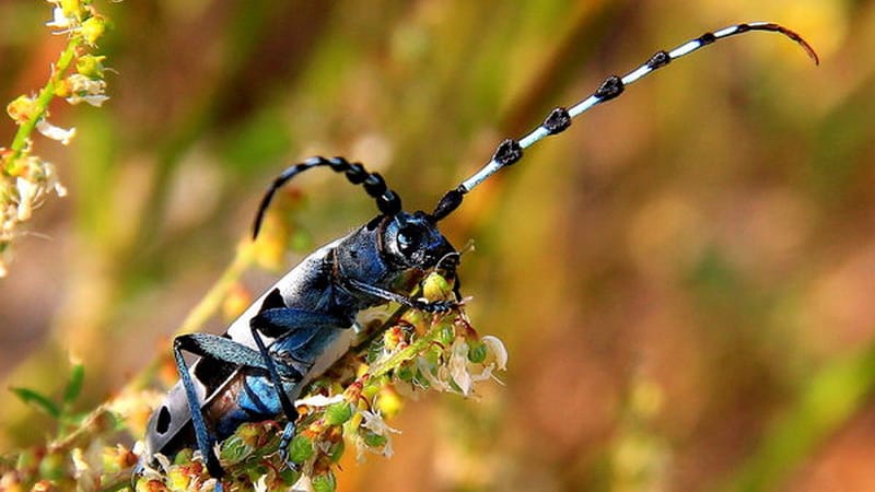 Alpbocken Rosalia alpina Alperna