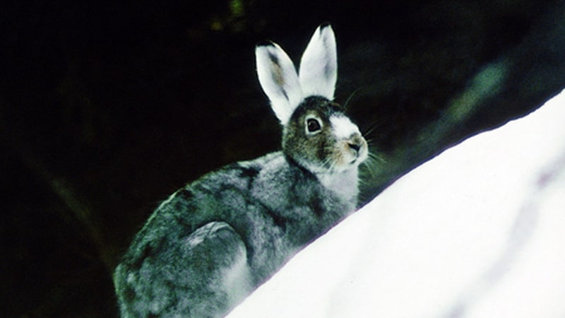 Schneehase Lepus timidus varronisa - Austria Travel