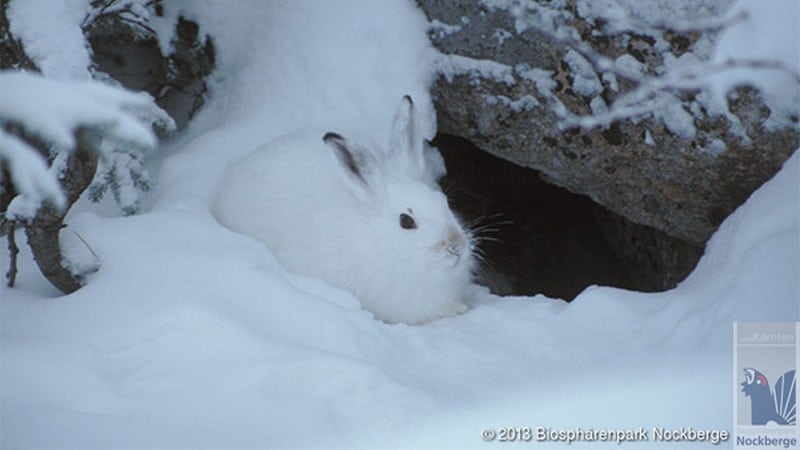 Alpenschneehase Lepus timidus varronisa
