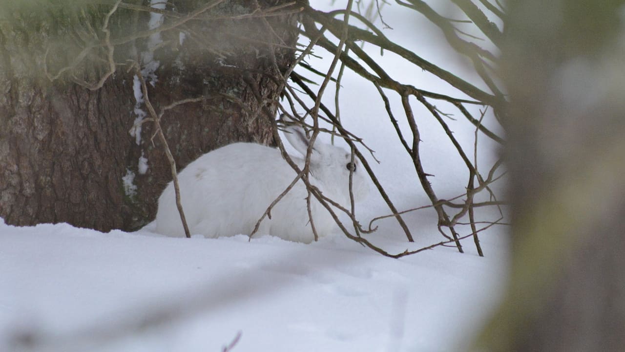 Alpsnöharen – Alpernas skogshare Lepus timidus varronisa
