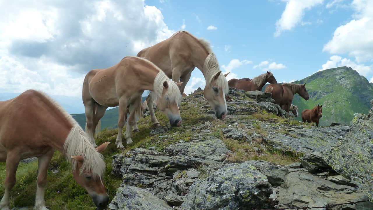 Hästar på gräsbergen vid Saalbach Hinterglemm © Austria Travel - Rusner