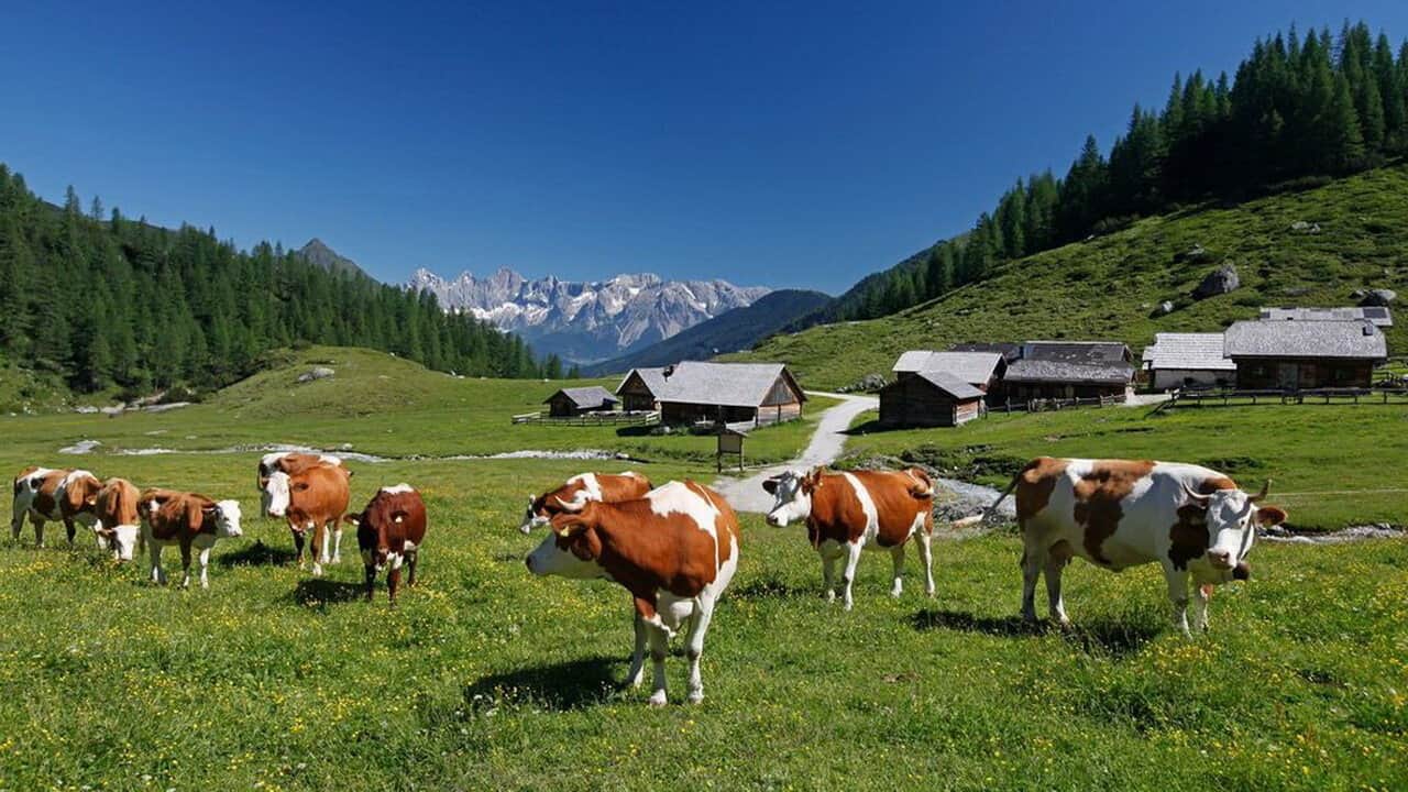 Härlig vy vid fäboden Ursprungalm © Schladming-Dachstein - Raffalt