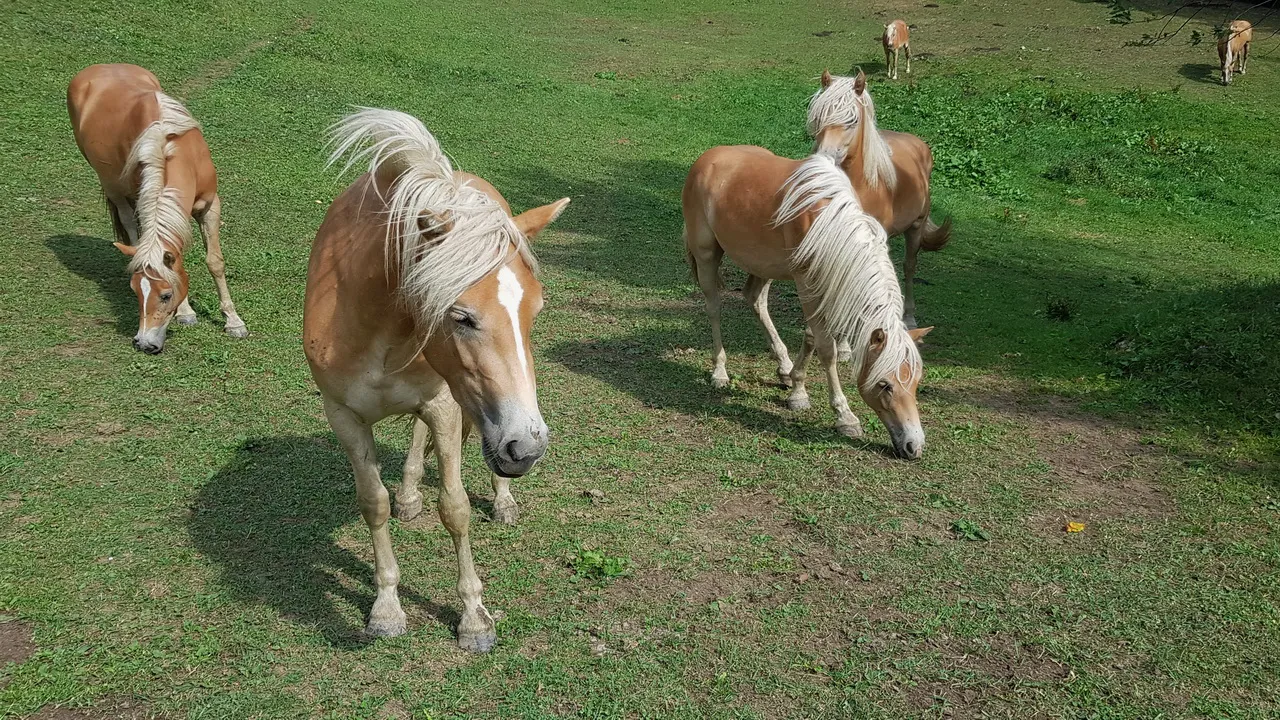 hästar naturpark vid ötscher