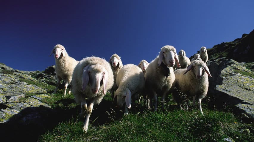 Möte får fäbodvandring