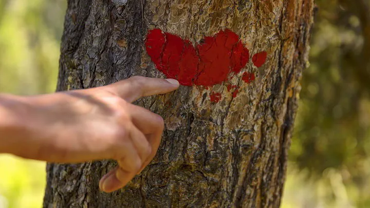 Logo Vinschger Höhenweg Höhenweg - Alta Via Val Venosta