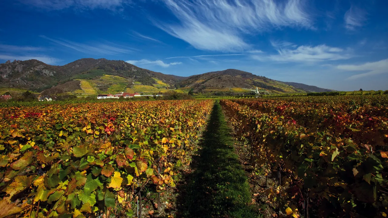 Cykling Vandring Donau vingård Wachau
