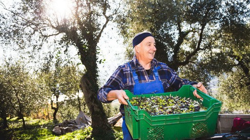 Olivskörd vandring Gardasjön
